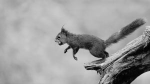 10099_Henrik R. Kristensen_Squirrel preparing to jump
